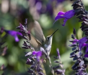 2019 09 15 LongFellowGardens 017